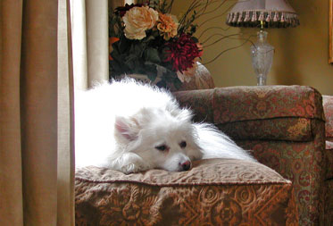 Dog friendly bed and breakfasts Devon