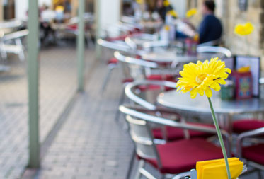Dog friendly cafes in Devon