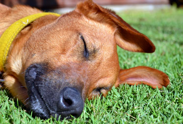 Dog friendly camping Devon