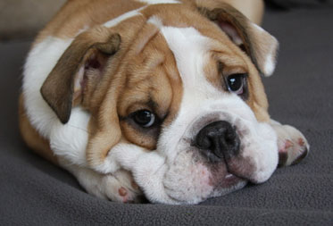Dog Friendly Self Catering Cottages Devon