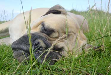Dog friendly Glamping Devon