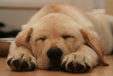 Dog Friendly Hotels in the Devon